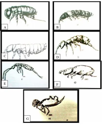 Gambar 1. Collembola (A) famili Poduridae(B) famili Hypogastruridae(C) famili Onychiuridae(D) famili Isotomidae(E) famili Entomobryidae(F) famili Neelidae(G) famili Sminthuridae(Borror dkk., 1997)