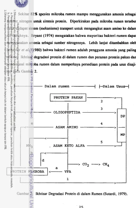 Gambar 2. Ikhtisar Degradasi Protein di dalam Rumen (Sutardi, 1979). 