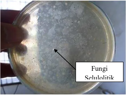 Gambar 2. Isolasi fungi selulolitik minggu ke-2 