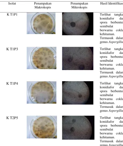 Tabel 4. Penampakan isolat fungi selulolitik secara makrokopis dan mikrokopis serta identifikasi 