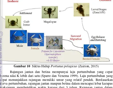 Gambar 10  Siklus Hidup Portunus pelagicus (Zairion, 2015) 