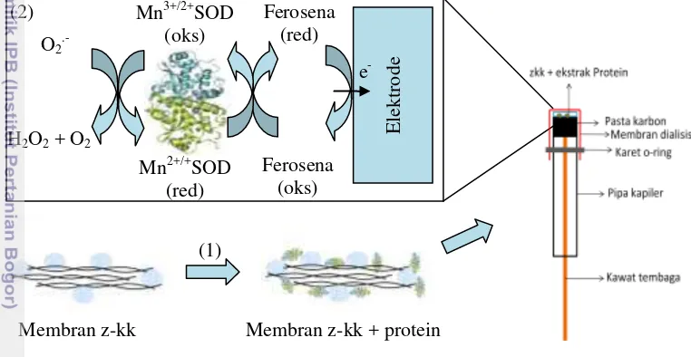 Gambar 4  Mekanisme biosensor antioksidan. (1) rehidrasi membran z-kk dengan 