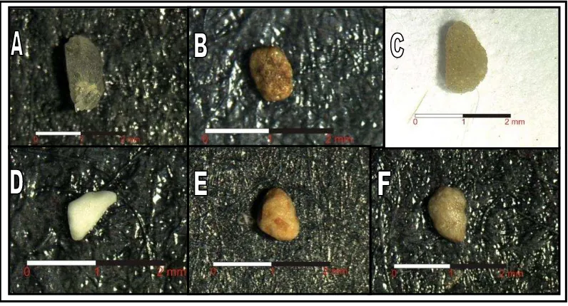 Gambar 7.  Mineral ringan pada Andisol haris erupsi G. Patuha  terdiri dari A. Kuarsa, B