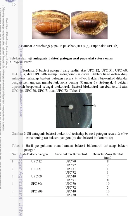 Gambar 2 Morfologi pupa. Pupa sehat (HPC) (a), Pupa sakit UPC (b) 