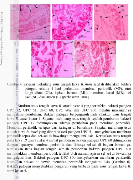 Gambar 6 Sayatan melintang usus tengah larva B. mori setelah diberikan bakteri 