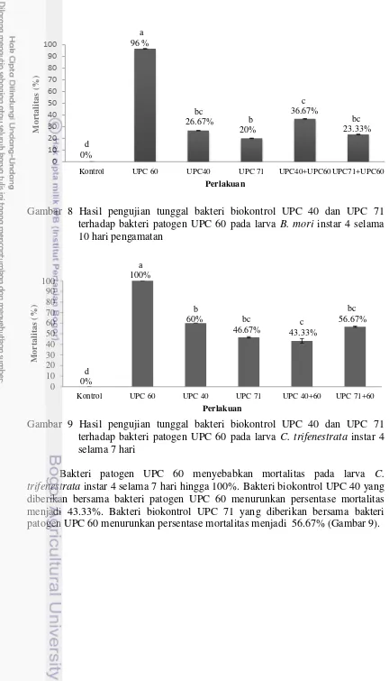 Gambar 8 Hasil pengujian tunggal bakteri biokontrol UPC 40 dan UPC 71 