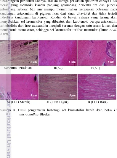 Gambar 8. Hasil pengamatan histologi sel kromatofor benih ikan botia C. 