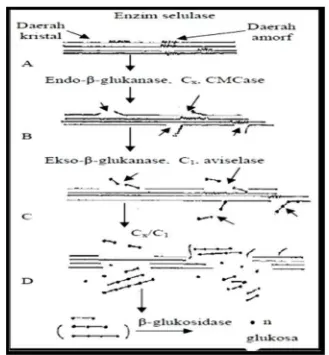 Gambar 8. Mekanisme kerja enzim selulase dalam hidrolisis selulosa (Nugraha,2006).