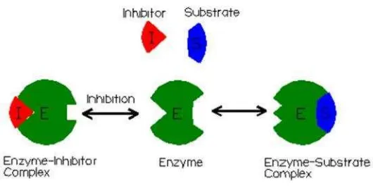Gambar 10. Inhibitor enzimSumber: https://cdn.goconqr.com/uploads/image/96388/Enzyme_Inhibition.gif