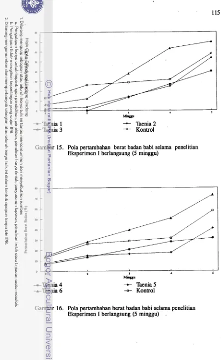 Gambar 15. Pola pertambahan berat badan babi selama penelitian 
