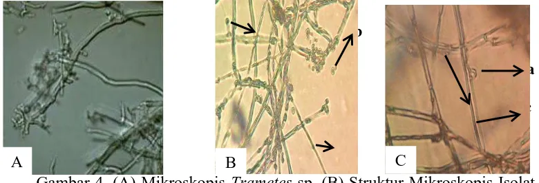 Gambar 4. (A) Mikroskopis B Trametes 