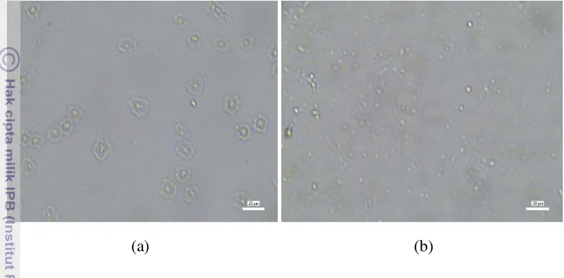 Gambar 9   Struktur mikroskopis partikel kolagen (a) dan nanokolagen (b) 