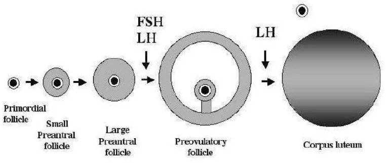 Gambar 1.  Kebutuhan hormon  gonadotropik pada perkembangan folikel. Pada perkembangan awal, 