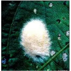 Gambar 1. Telur S. litura. Sumber:(Egg mass covered with hairy scales (Photo: M. Shepard, G