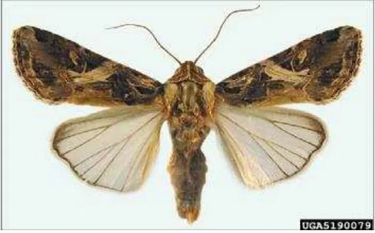 Gambar 3. Pupa S. litura Adult. Sumber : Photo: M. Shepard, Gerald R.Carner, and P.A.C Ooi (2010) Insects and their Natural Enemies Associated with Vegetables and Soybean in Southeast Asia, Bugwood.org)  