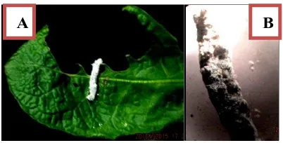Gambar 2. Serangan B. bassiana pada larva instar 4 S. litura. (a) larva mumifikasi (b).pengamatan intergumen larva terserang