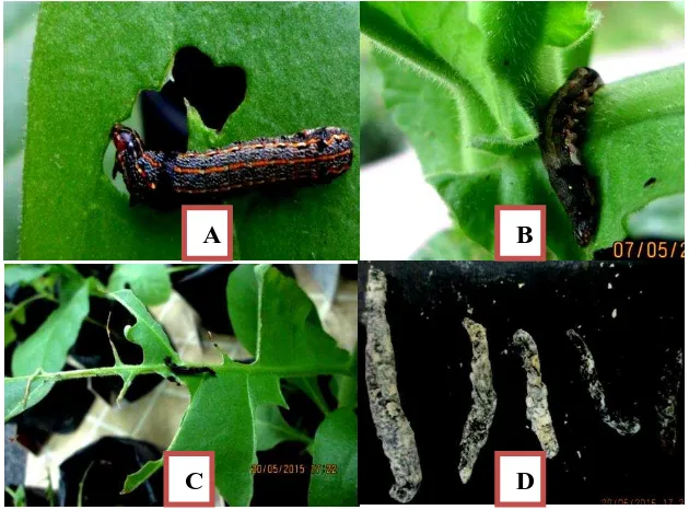Gambar 3. Serangan S. litura pada tanaman tembakau. (a) larva merusak daun (b).larva mulai diare, (c)