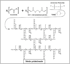 Gambar 5. Pembentukan gel poliakrilamida  