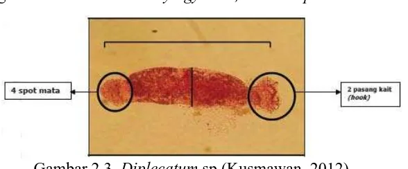 Gambar 2.4. Oncocleidus sp.(Kusmawan, 2012) 