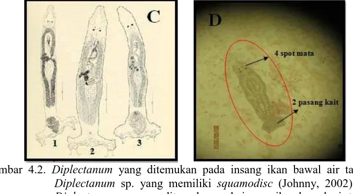 Gambar 4.2. Diplectanum yang ditemukan pada insang ikan bawal air tawar: Diplectanum sp
