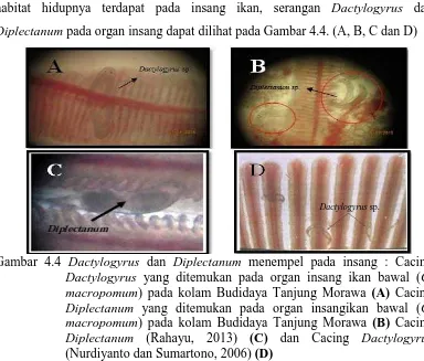 Gambar 4.4 Dactylogyrus dan Diplectanum menempel pada insang : Cacing Dactylogyrus yang ditemukan pada organ insang ikan bawal (C