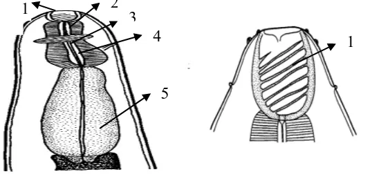 Gambar 2.6. Morfologi cacing parasit Procamallanus pintoi                       1. (Moravec et al.,1999) Buccal kapsul; 2