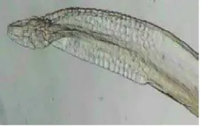 Gambar 2.8. Morfologi cacing  parasit Anisakis sp.  (Lorenzo, 2000) 
