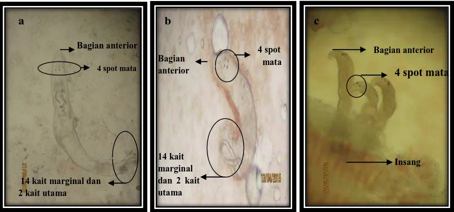 Gambar 4.1.  Cacing parasitik Dactylogyrus sp yang menginfeksi Ikan Patin dalam larutan NaCl fisiologis 0,85% dengan perbesaran 4 x10 lensa objekti