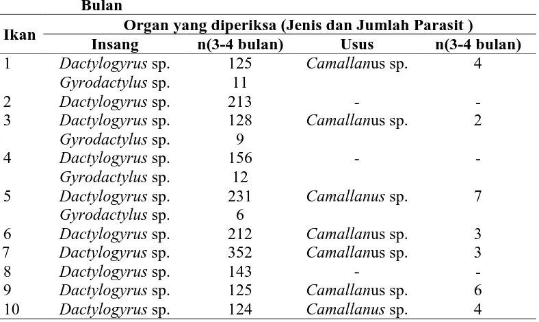 Tabel 4.2. Jenis dan Jumlah Parasit yang ditemukan pada organ insang dan  saluran pencernaan Ikan Patin (Pangasius djambal) Umur 3-4 