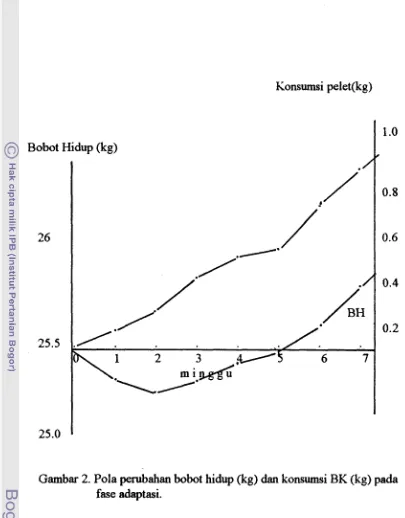 Gambar 2. Pola perubahan bobot hidup (kg) dan konsumsi BK (kg) pada 