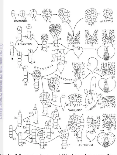 Gambar  2  Bagan perkembangan gametofit tumbuhan paku homospora (Nayar & 