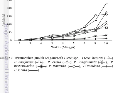 Gambar 7  Pertumbuhan jumlah sel gametofit Pteris spp.   Pteris  biaurita (       ), 