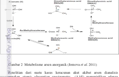 Gambar 2  Metabolisme arsen anorganik (Jomova et al. 2011) 