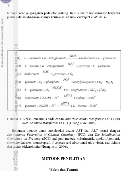 Gambar 3  Reaksi enzimatis pada enzim aspartate amino transferase (AST) dan 