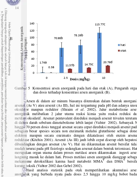 Gambar 5  Konsentrasi arsen anorganik pada hati dan otak (A), Pengaruh organ 