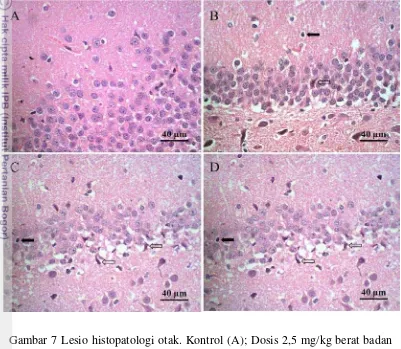Gambar 7 Lesio histopatologi otak. Kontrol (A); Dosis 2,5 mg/kg berat badan 