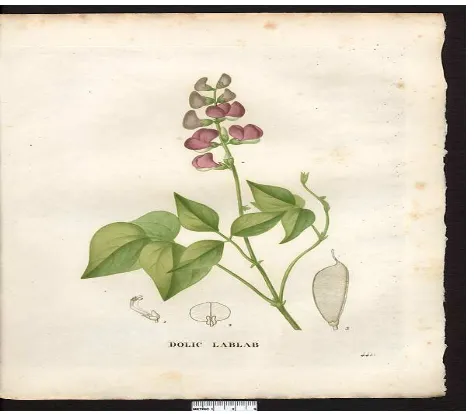 Gambar 1.Visualisasi tanaman kacang komak (Lablab purpureus (L.) sweet) 