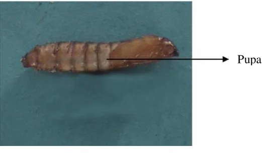 Gambar 2. Larva P. castaneae  
