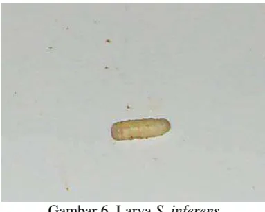 Gambar 6. Larva S. inferens 