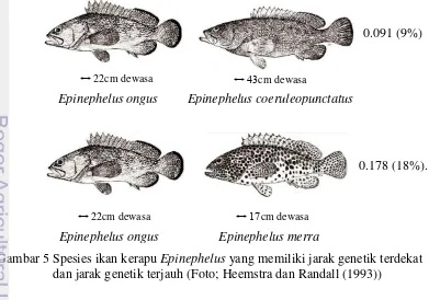 Gambar 5 Spesies ikan kerapu Epinephelus yang memiliki jarak genetik terdekat  