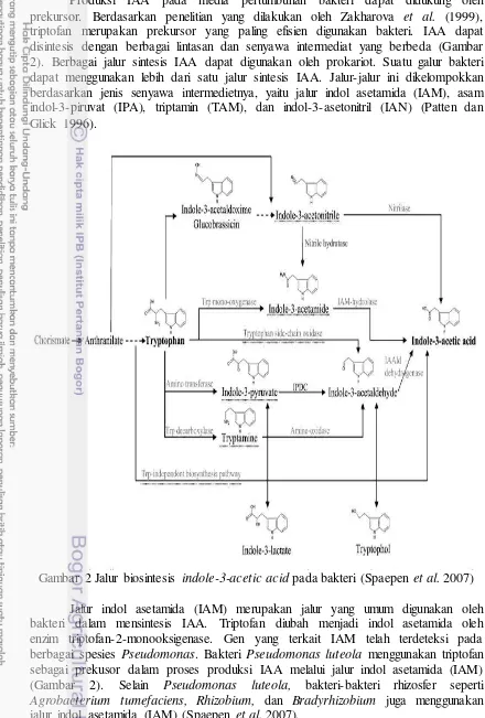 Gambar 2 Jalur biosintesis indole-3-acetic acid pada bakteri (Spaepen et al. 2007) 