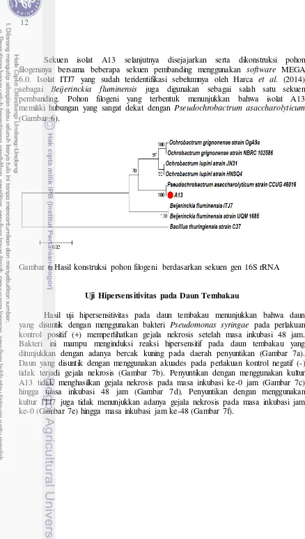 Gambar 6 Hasil konstruksi pohon filogeni berdasarkan sekuen gen 16S rRNA 