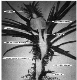 Gambar 2. Bagian tanaman nenas pada penampang melintang. 