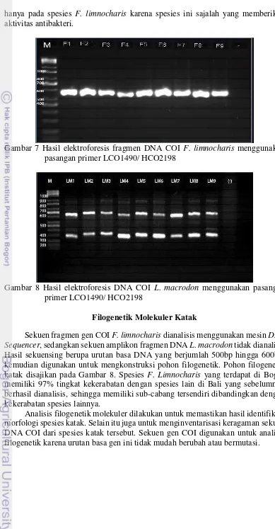 Gambar 8 Hasil elektroforesis DNA COI L. macrodon menggunakan pasangan 