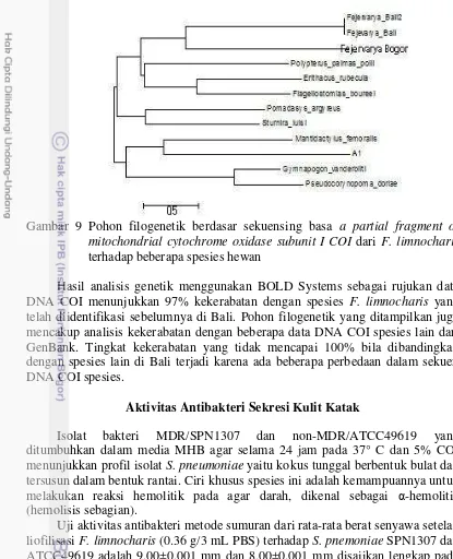 Gambar 9 Pohon filogenetik berdasar sekuensing basa a partial fragment of 