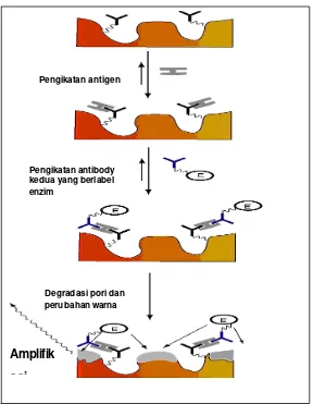 Gambar 11. Mekanisme korosi silika berpori melalui deteksi molekuler dari antibody yang dilabel enzim 
