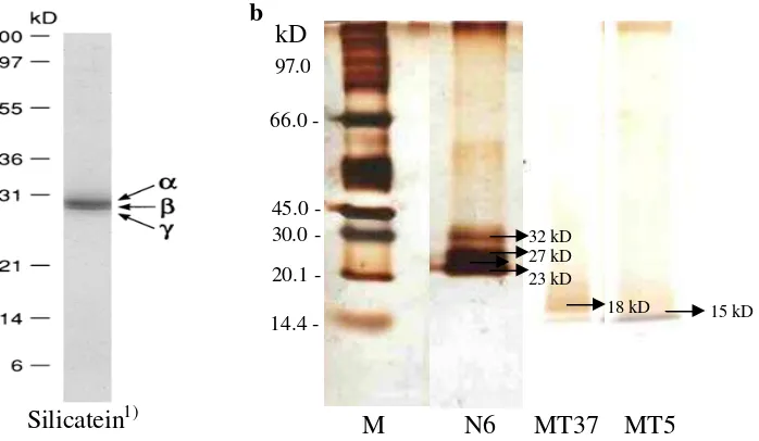 Gambar 22.  Hasil SDS-PAGE  (1)protein silicatein  dari T. aurentia (Shimizu et.al.1998) (a) dan protein serupa silicatein dari sponge N6, MT5, MT37 (b)