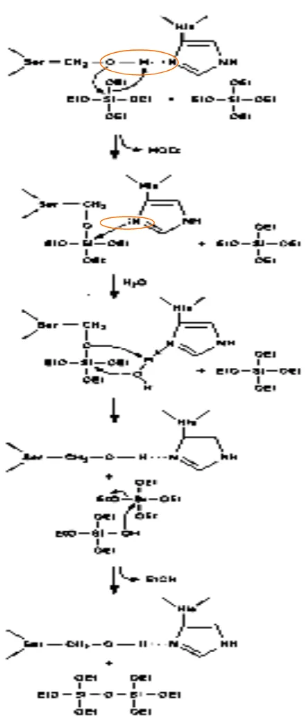 Gambar 24. Mekanisme reaksi Silicatein dari T.aurentia terhadap substrat TEOS  (Cha et al