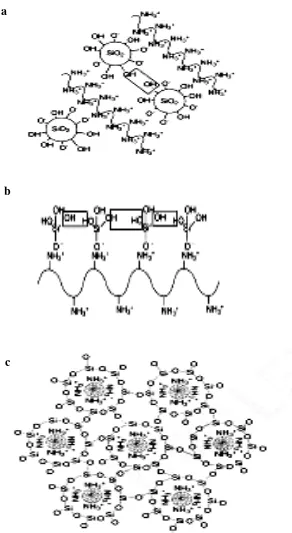 Gambar 28.  Tahapan polimerisasi silika oleh protein (Coradin dan Lopez 2003) 