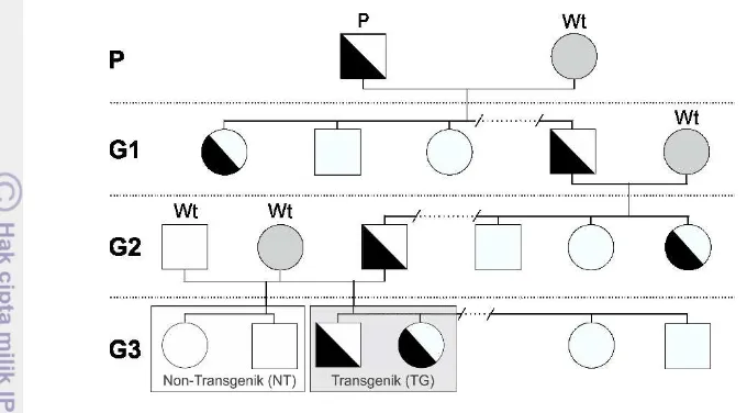 Gambar 1  Skema produksi ikan mas transgenik hormon pertumbuhan generasi kesatu (G1), kedua (G2), dan ketiga (G3)